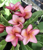 Plumeria rubra KAUAI BEAUTY
